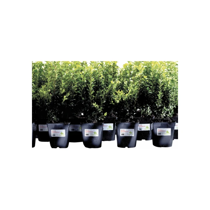 Etiket Avery L4774-20 99.1x139mm polyester wit 80 etiketten